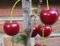 Preview: Knallrote Fruchtfarbe der Sauerkirsche Safir