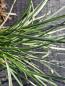 Preview: Atlantisk älväxing, Sesleria caerulea