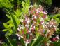 Preview: Weiße Blüten der Blüten-Skimmie Rubella