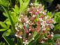 Preview: Die roten Knospen der Blüten-Skimmie Rubella verwandeln sich in weiße Blüten.