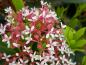 Preview: Blüten-Skimmie Rubella - weiße Blüten