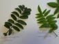 Preview: Unterschied Sorbus aucuparia vs Sorbus aucuparia Edulis