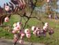 Preview: Sorbus arnoldiana Kirsten Pink