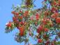 Preview: Reichfruchtende Sorbus aucuparia