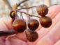 Preview: Früchte der Sorbus caloneura
