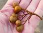 Preview: Die Sorbus caloneura bildet kleine birnenartige Früchte