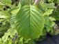 Preview: Vitoxel, Sorbus aria