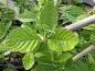 Preview: Vitoxel, Sorbus aria