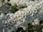 Preview: Trieb dicht mit Blüten besetzt, Spiraea Grefsheim, Frühe Brautspiere