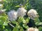 Preview: Spiraea chamaedryfolia, kvastspirea, Spiraea flexuosa