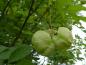 Preview: Reifende Früchte der Pimpernuss, Staphylea pinnata