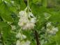 Preview: Weiße Blüten der Pimpernuss
