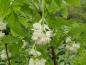 Preview: Pimpernuss mit weißen Blüten