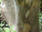 Preview: Abblätternde Rinde der Scheinkamelie, Stewartia pseudocamellia