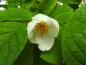 Preview: Detailaufnahme der weißen Blüte von Stewartia pseudocamelia