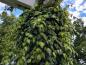 Preview: Hedera colchica Sulphur Heart