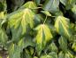 Preview: Hedera colchica Sulphur Heart