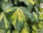 Preview: Hedera colchica Sulphur Heart