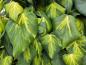 Preview: Hedera colchica Sulphur Heart