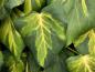Preview: Hedera colchica Sulphur Heart
