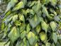 Preview: Hedera colchica Sulphur Heart