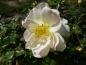 Preview: Rosa Sunstar ®