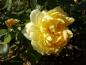 Preview: Rosa Sunstar ®