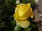 Preview: Rosa Sunstar ®