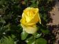 Preview: Rosa Sunstar ®