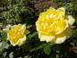 Preview: Rosa Sunstar ®