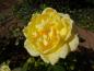 Preview: Rosa Sunstar ®
