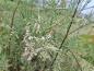 Preview: Höst-tamarisk Hulsdonk White, Tamarix ramosissima Hulsdonk White