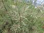 Preview: Höst-tamarisk Hulsdonk White, Tamarix ramosissima Hulsdonk White