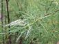 Preview: Höst-tamarisk Hulsdonk White, Tamarix ramosissima Hulsdonk White