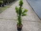 Preview: Taxodium distichum Peve Minaret
