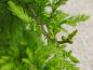 Preview: Taxodium distichum Peve Minaret
