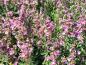 Preview: .Teucrium chamaedrys