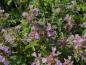 Preview: .Teucrium chamaedrys