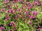 Preview: Thymus serpyllum Creeping Red in voller Blütenpracht