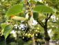 Preview: Tilia henryana Preview: Tilia henryana