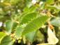Preview: Tilia henryana Preview: Tilia henryana