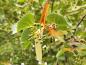 Preview: Tilia henryana Preview: Tilia henryana