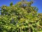 Preview: Trompetenbaum im Herbst mit reichem Fruchtbehang