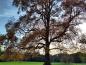 Preview: Großer Tulpenbaum im Herbst