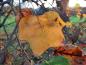 Preview: Gelbes Herbstlaub des Tulpenbaums