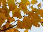 Preview: Ulmus laevis in Herbstfärbung