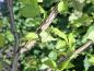 Preview: Korkalm, Ulmus minor Suberosa