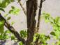 Preview: Korkalm, Ulmus minor Suberosa