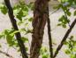 Preview: Korkalm, Ulmus minor Suberosa