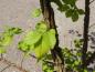 Preview: Korkalm, Ulmus minor Suberosa